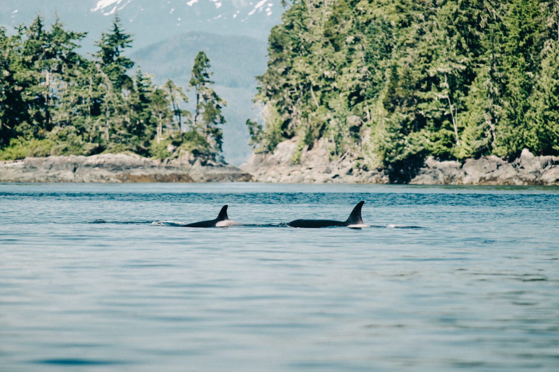 Nature Attractions Wildlife Seasons Vancouver Island North