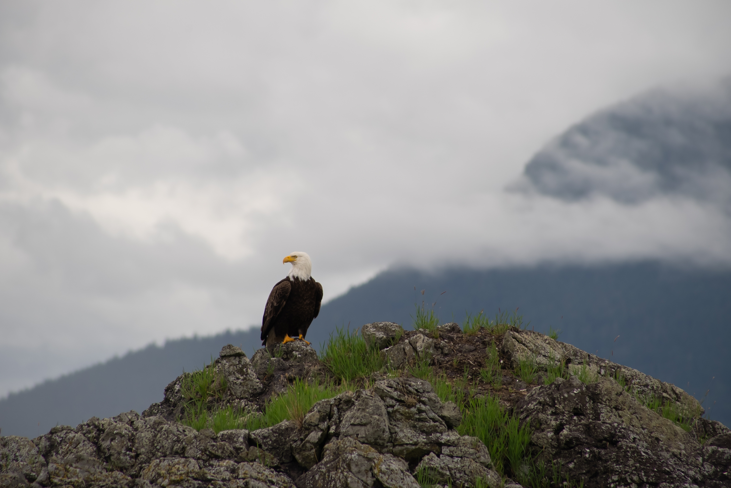 A bald eagle perched on a rock by the ocean